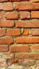 Cluster of shelf-like mushrooms growing on a decaying tree trunk. Fan-shaped and have a layered appearance with varying shades of brown, orange, and white. Growing closely together, almost overlapping