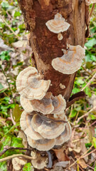 Close-up of a common ivy plant. Thick, hairy stems with green leaves that have distinctive dark markings. Leaves are shaped like hearts and have glossy finish. Plant is climbing over another plant
