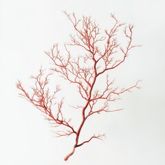 Fototapeta premium wide realistic coral twig