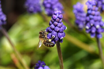 Flowers of a grape hyacinth (Muscari botryoides) family Asparagaceae and a western honey bee or European honey bee (Apis mellifera). Netherlands, March