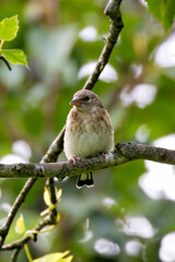 European Goldfinch (Carduelis carduelis) spotted in North County, Dublin, commonly found across Europe