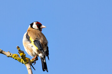 European Goldfinch (Carduelis carduelis) spotted in North County, Dublin, commonly found across Europe