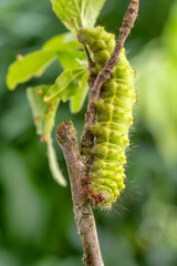 Emperor Moth caterpillar - Saturnia pavoniella, beautiful rare moth from European forests and woodlands, Italy.