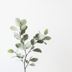 A branch of foliage on a clean, pure white background with light tones and lush green foliage