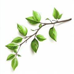 branch with green leaves