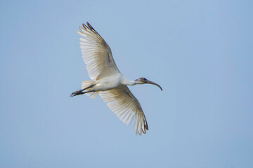 Black-headed Ibis flying in blue sky