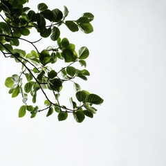 Obraz premium tree branch green leaves