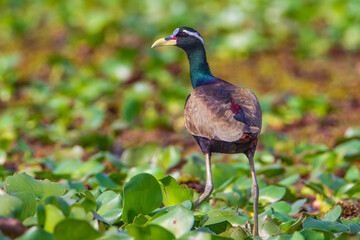 Bronze-winged Jacana on the ground