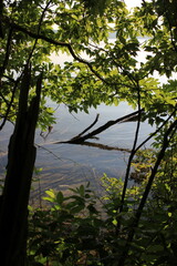 Obraz premium morning on the river