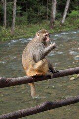 Monkey with River Background