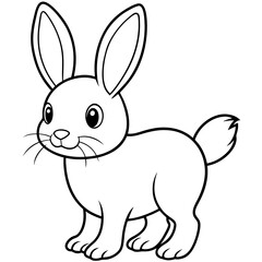 white rabbit isolated on white