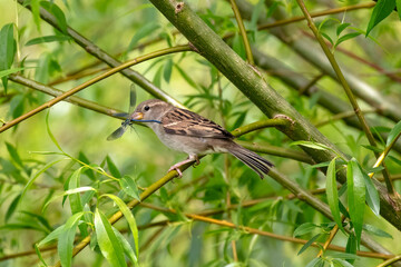 A female sparrow holding a captured dragonfly in it's beak. Passer domesticus