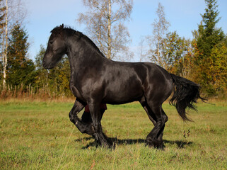 The smartest in the world Beautiful trained shaggy black stallion runs at a trot in a passage next to a girl