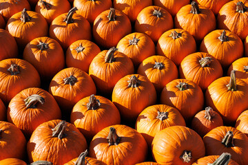 texture of lots of orange pumpkins on autumn festival 