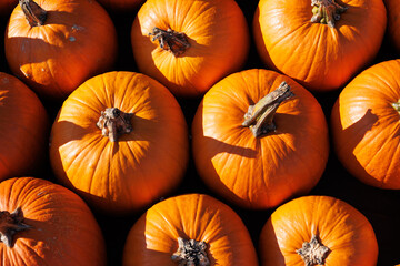 texture of lots of orange pumpkins on autumn festival 