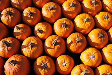 texture of lots of orange pumpkins on autumn festival 