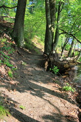 path in the forest