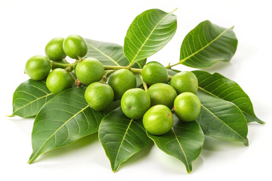 Herbal terminalia arjuna fruits with leaves, isolated on white background