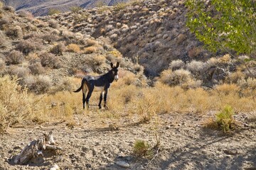 Ein dunkel brauner Esel im Death Valley, Mojave-Wüste