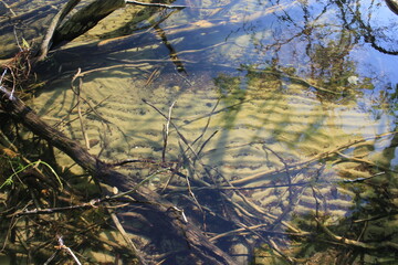 tree in the water