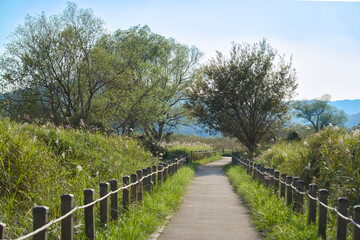 억새와 초목이 풍성한 가을 산책길