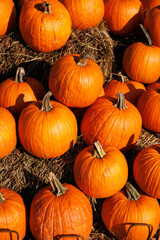 texture of lots of orange pumpkins on autumn festival 