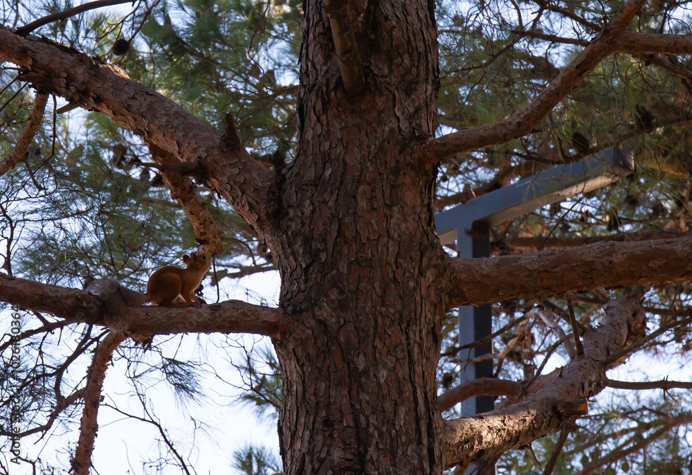 Wall mural squirrel on a tree in the forest. red squirrel on a tree in the walnut grove of anapa in summer