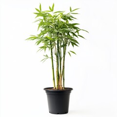 Fototapeta premium a potted bamboo plant