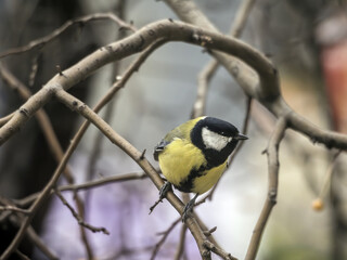 Great tit-mouse sitting on a winter apple tree . Close-up