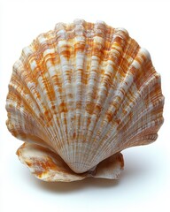 Obraz premium A single seashell symbolizing exploration by sea isolated on white background. 