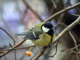 Fototapeta premium Great tit-mouse sitting on a winter apple tree . Close-up