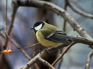 Great tit-mouse sitting on a winter apple tree . Close-up