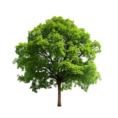 tree isolated on white background