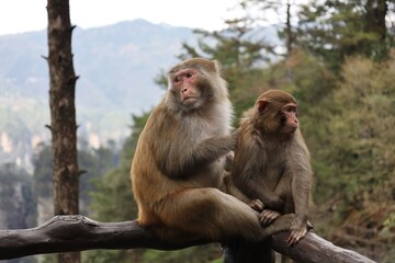 Naklejka premium A Pair of Monkeys in the Mountain