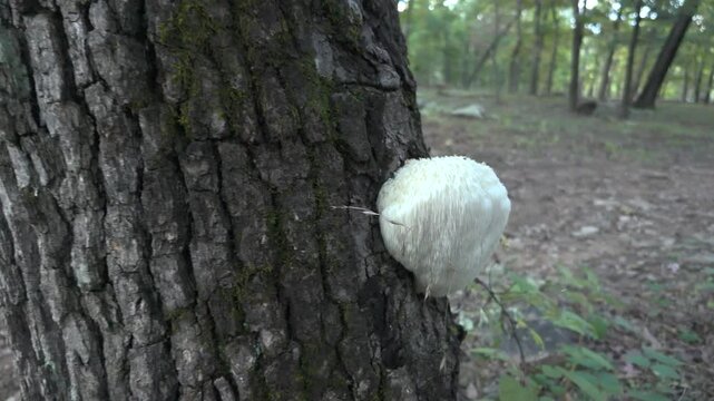 A closeup of a white Lions Mane mushroom growing on a tree trunk in a forest. The mushroom has a distinctive white, shaggy appearance.