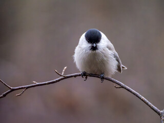 Willow tit sitting on a branch, blurred background. Close-up