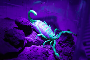 Skorpion