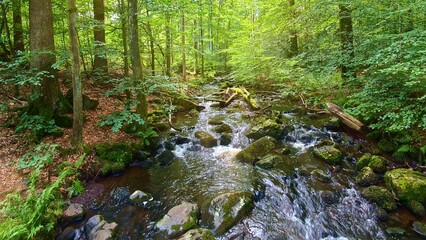 idyllischer Wildwasserbach im grünen lichtdurchflutetem märchenhaftem Wald mit moosbedeckten...