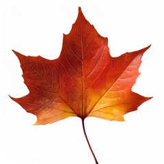 Obraz premium autumn colored fall leaf isolated on white background overlay texture