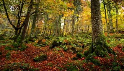 Obraz premium autumn fairy mossy deep forest widescreen panoramic picturesque serene landscape side view