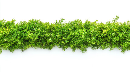 Fototapeta premium Lush green moss displayed against a bright white background, showcasing natural texture and color