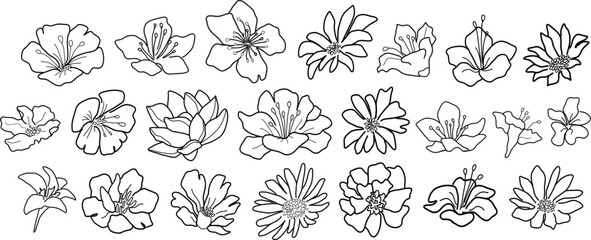 Set of different line art flowers. Hand drawn botanical vector set. Trendy floral wildflowers set.