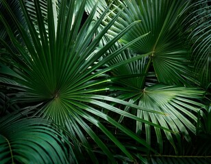 closeup of beautiful palm leaves in a wild tropical palm garden dark green palm leaf texture concept full framed wallpaper decoration