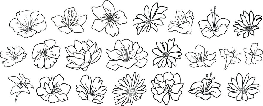 Set of different line art flowers. Hand drawn botanical vector set. Trendy floral wildflowers set.