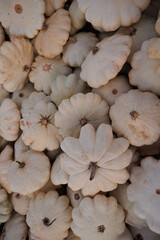 Autumn texture of white small pumpkins good for decoration 