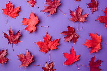 Red maple leaves on a purple background. Top view. Abstract autumn pattern with red fall foliage in the air. 