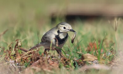 White Wagtail with caterpillar prey, Motacilla alba, birds of Montenegro