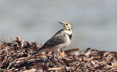 White Wagtail, Motacilla alba, birds of Montenegro
