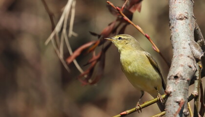 Common Chiffchaff on branch, phylloscopus collybita, birds of Montenegro