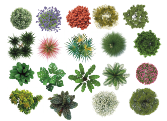 plant bushes flower top view